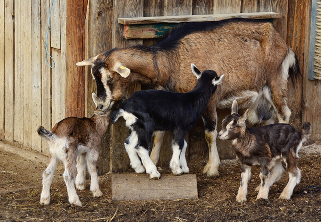 Ensuring you have enough space, food, shelter, and healthcare funds will ensure you can have a goat as a pet.