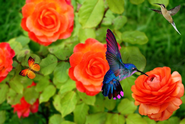 Planting the right flowers can help hummingbirds on their journey in winter. 