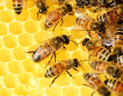 bees extinction