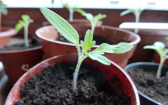 Planting tomatoes in pots seedling small plant