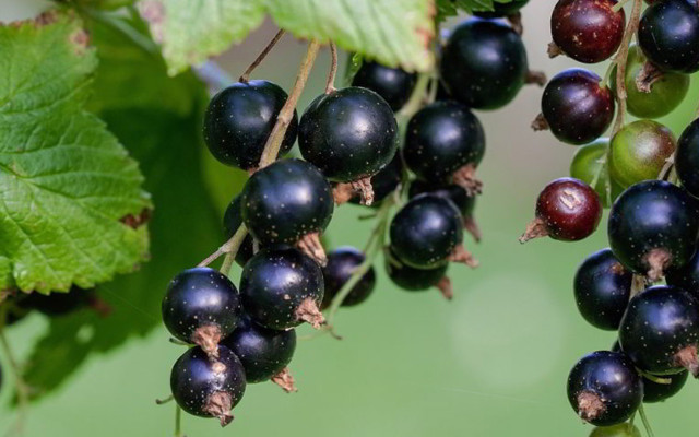 Black currants foods good for hair skin healthy nutritious foods