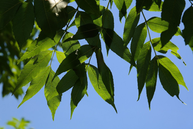 The green ash has a fast growth rate and is extensively used as a shade tree.