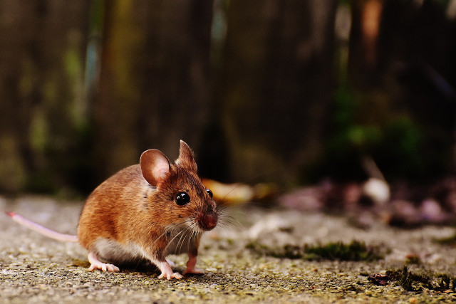 Deer mice are one of the more adorable animals that hibernate in winter. 