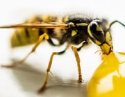 how to get a wasp out of your house
