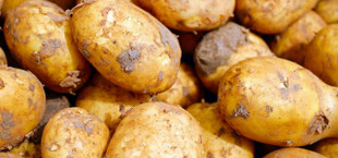 can you eat raw potatoes
