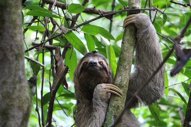 Sloths use their claws to hang on to tree branches.