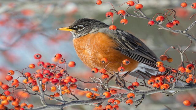where do robins go in winter