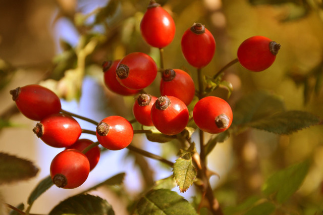 Rosehip oil comes from wild roses and is an effective curative aid for scarring and wounds.