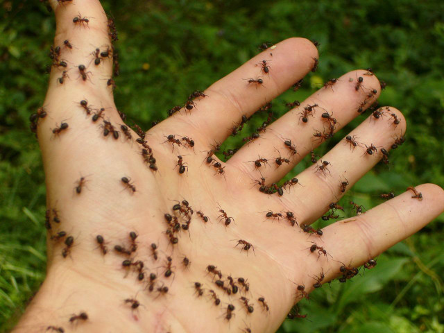 Fire ants can become a nuisance, but natural repellents will keep them at bay.