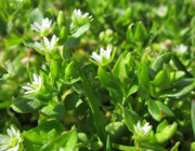 Chickweed Leaves