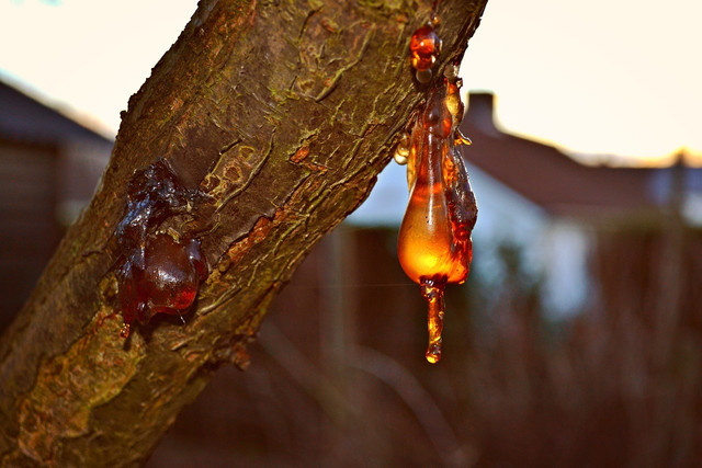 Tree sap should be quickly washed off to avoid injury or irritation.
