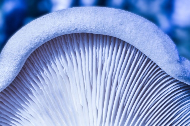 There are intensely blue mushrooms that have been traditionally used for dyeing.