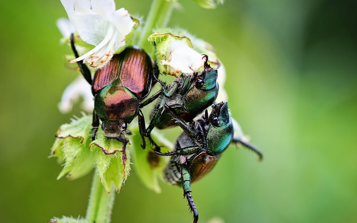 are june bugs safe for dogs to eat