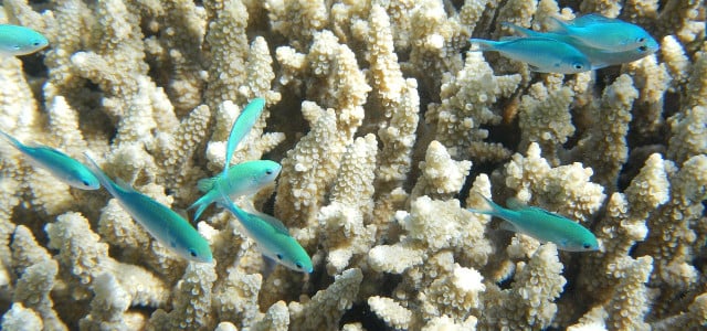 Coral reef bleaching.
