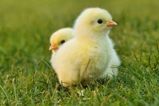 Egg consumption isn't just good for your health, it can also decrease the demand for egg production, thus requiring less cooped chickens.