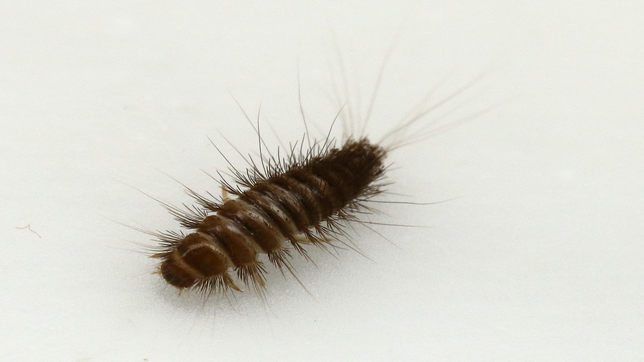 How to Identify and Get Rid of Carpet Beetles - Gecko Green