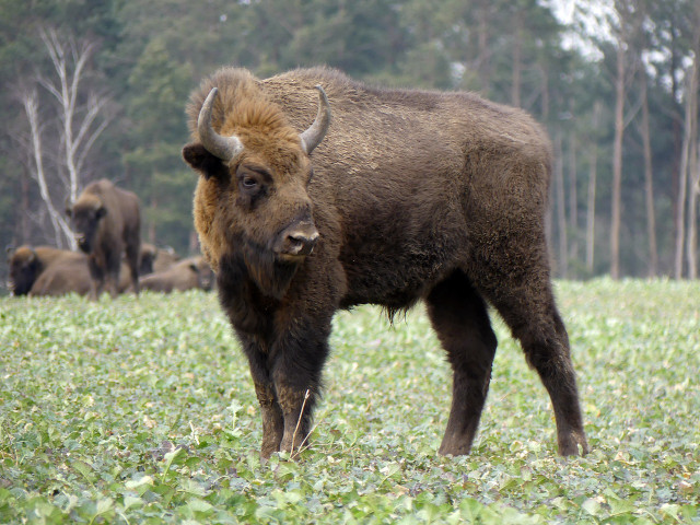 The European bison, of which the Caucasian wisent is a subspecies, lives in Poland and Belarus.