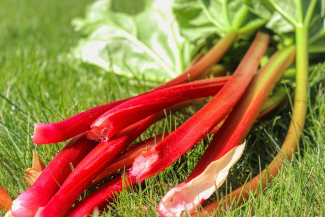 The rhubarb leaf can be toxic if ingested, whilst the rhubarb 'bark' is safe to eat.