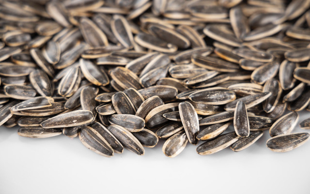 how to harvest sunflower seeds 