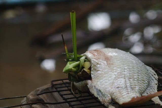 Why should you never eat tilapia? For starters, they can contain engineered human genes.
