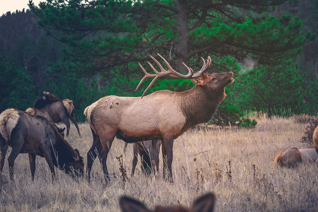 The Eastern elk was the second largest member of the deer family and played a vital role in shaping the eastern North American ecosystem. (generic image)