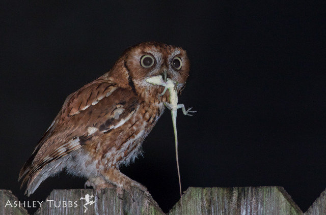The eastern screech-owl is a bird that sings at night, but also hunts at night.