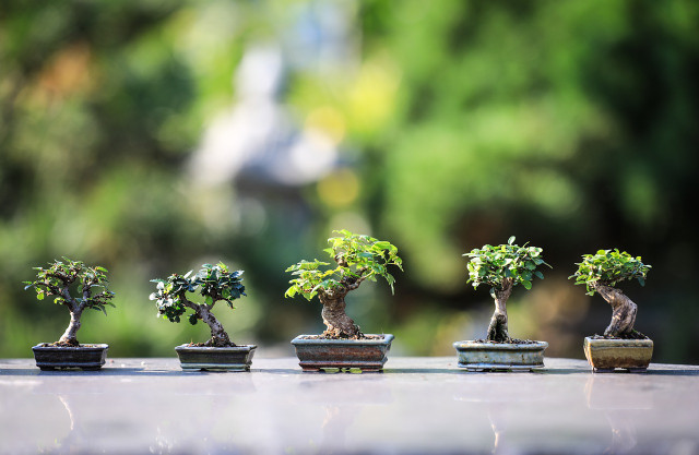 The money tree is part of the bonsai plant family.