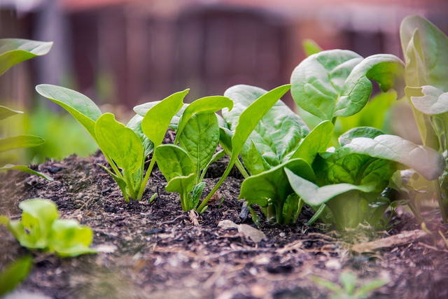 Spinach is an easy vegetable to grow in pots, just make sure you have a wide enough container. 