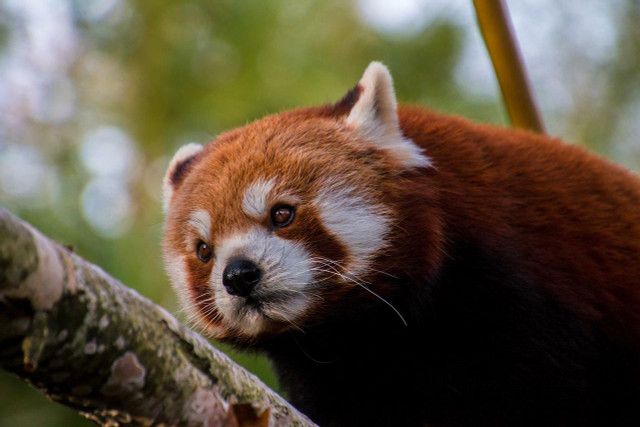 The hunting, poaching, and trapping of the endangered red panda also deeply threatens their existence.