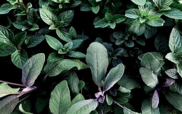 Oregano and sage have similar growing conditions. 