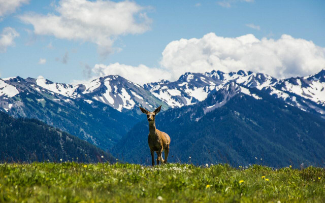 Hurricane Ridge is located in Olympic National Park and is ideal for spotting wildlife and wildflowers. 
