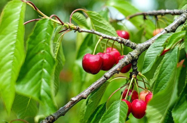 Cherries are native to North America.