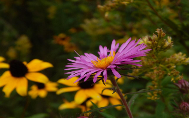 Black-eyed Susans and asters are two common wildflowers. 