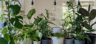 houseplants safe for cats