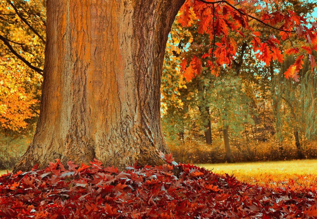 The northern red oak tree's ridges make tree identification simple.