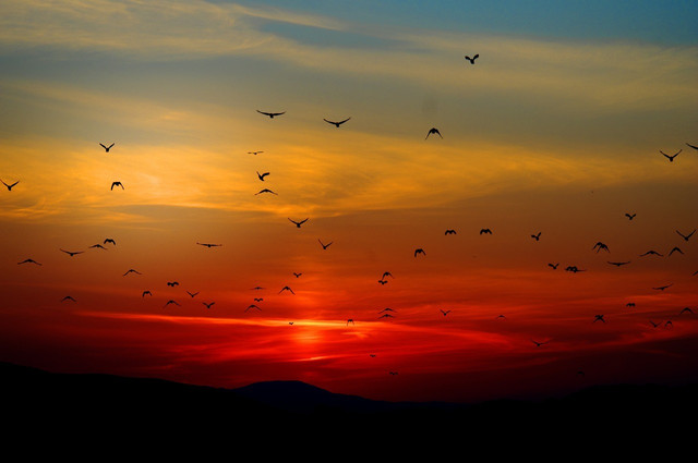 Wake up early for the dawn chorus.