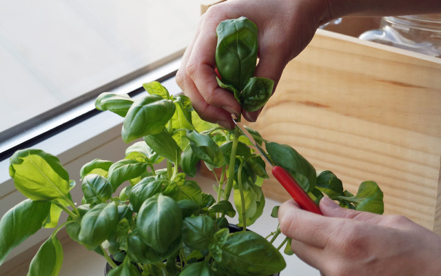 Kitchen herbs basil trim keeping fresh