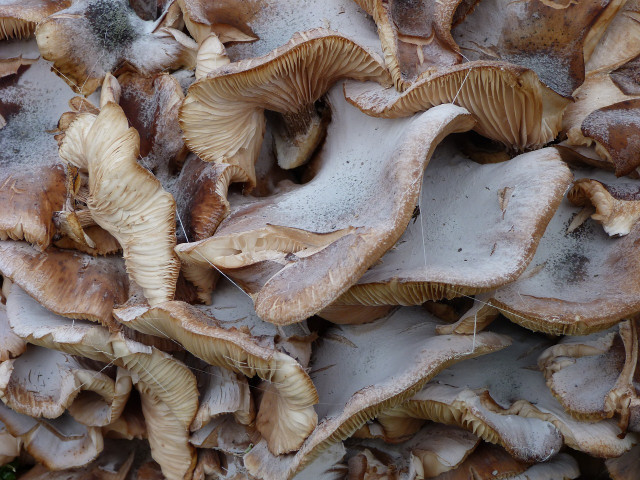 Common oyster mushrooms grow in groups