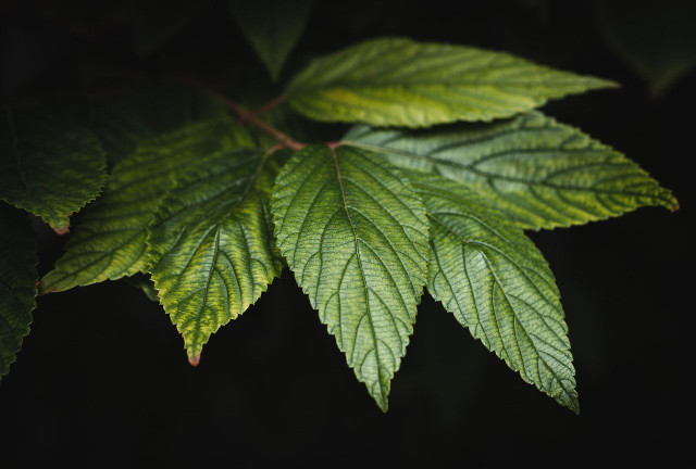 Green Leaves