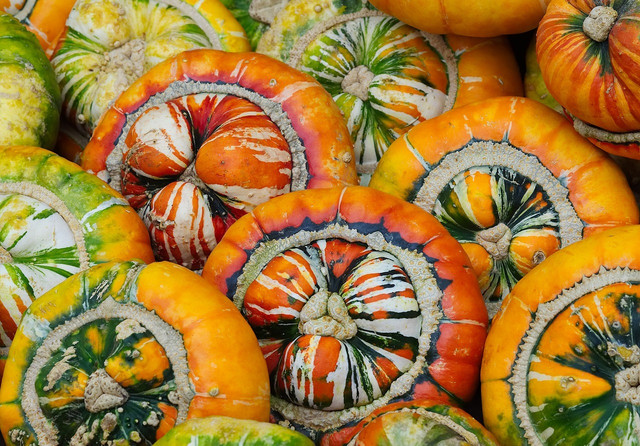 The turban squash is one of the more decorative winter squash varieties. 