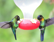 make hummingbird nectar
