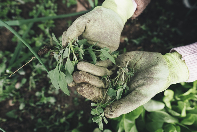 Pulling out taproots is undoubtedly the most eco-friendly method into how to get rid of dandelions.