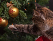 how to keep cats away from christmas tree
