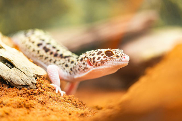 The blunt-nosed leopard lizard is classified as endangered.