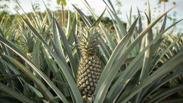 how to regrow pineapple