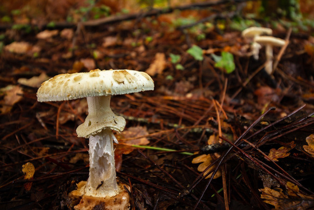 Eating a poisonous mushroom can cause death 