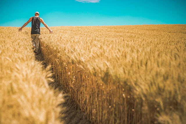 Wheat farmers are adopting more sustainable agricultural practices to make wheat farming more environmentally friendly.
