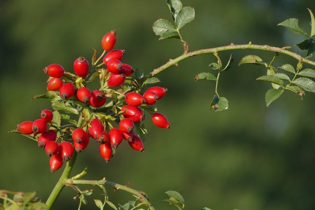 drying rose hips oven