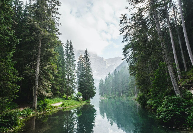 Boreal forests are found in the northern hemisphere.