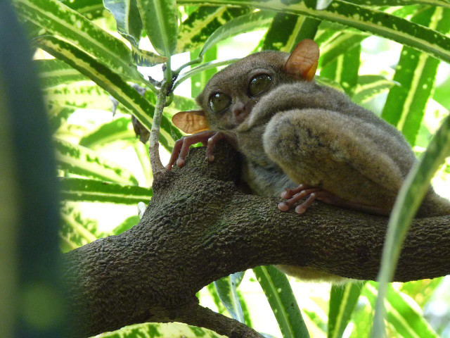 Tarsiers are small primates that can rotate their heads 180 degrees.